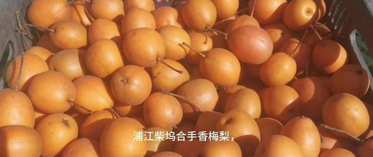 浦江柴坞合手香梅梨 传统技艺与现代风味的完美结合